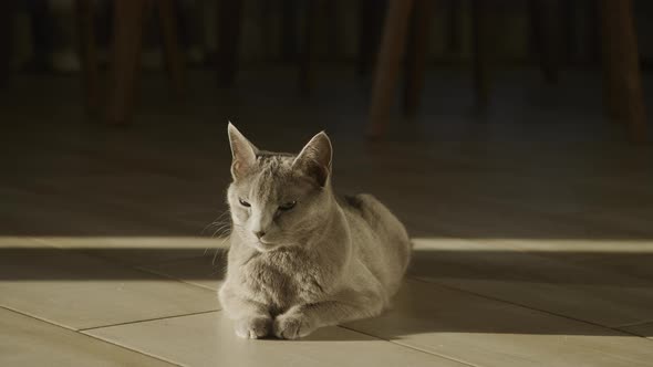 Grey Domestic Shorthair Purebred Cat Relaxing on the Floor in Sunset Sunlight