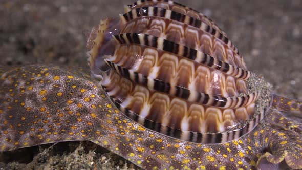 Harpa Snail close up on reef in the Philippines