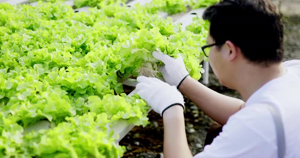 Asian farmer checking roots Organic hydroponic vegetable cultivation farm