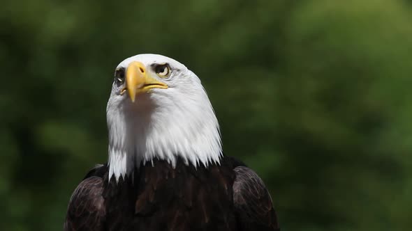 750084 Bald Eagle, haliaeetus leucocephalus, Portrait of Adult Calling, looking around, Real Time