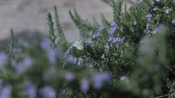 Butterfly flying from the bushes 120fps