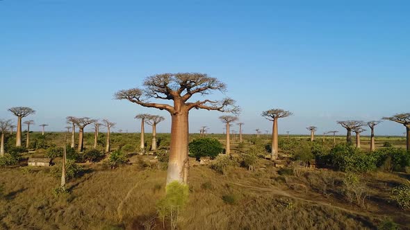 Avenue Of The Baobabs Morondava Madagascar 22