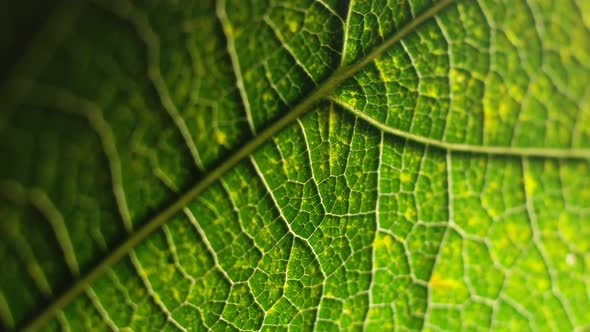 Green Leaf in Nature