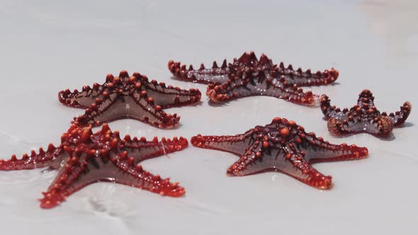 Lot of Red Starfish Lie on a White Beach and Washed By Clear Water of the Ocean