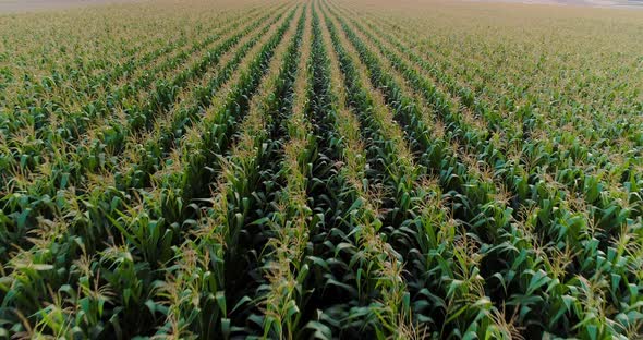 Agriculture Aerial Shot of Corn Field