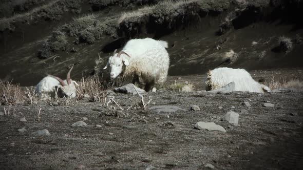 Flock of Sheep Grazing in the Mountain.