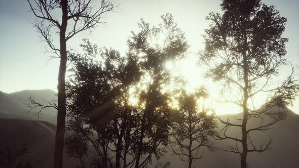 Carpatian Mountains Fog and Mist at the Pine Forest