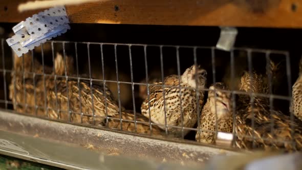 Livestock Business Concept. Quails in a Cage on a Farm