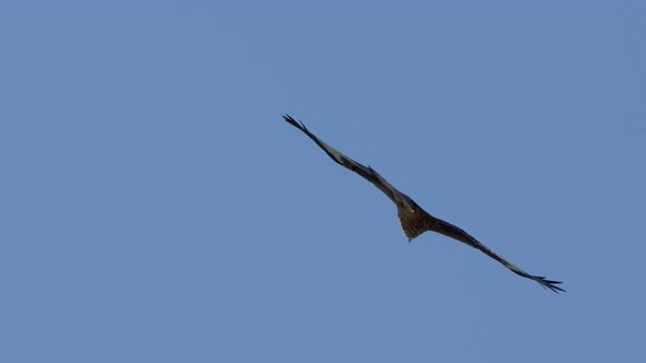 Tracking shot of Majestic Red Kite Eagle gliding through Air at blue sky,close up