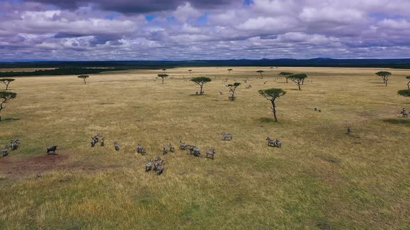 Zebras In Natural Habitat - South Africa