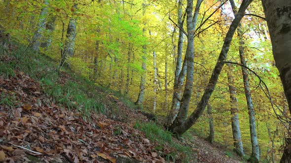 Colorful Autumn Forest Floor Covered With Dry Leaves