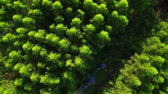 4K aerial top view from a drone, eucalyptus Green Forest