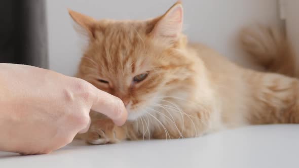 Woman Is Stroking Cute Ginger Cat on Windowsill. Fluffy Pet Purring with Pleasure. Cozy Home.