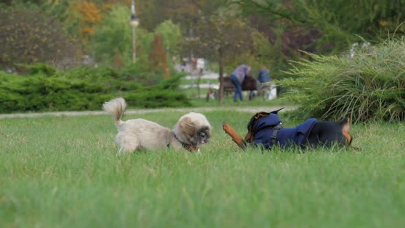Shih Tzu Dog and Doberman Puppy Jumps on Green Lawn Grass