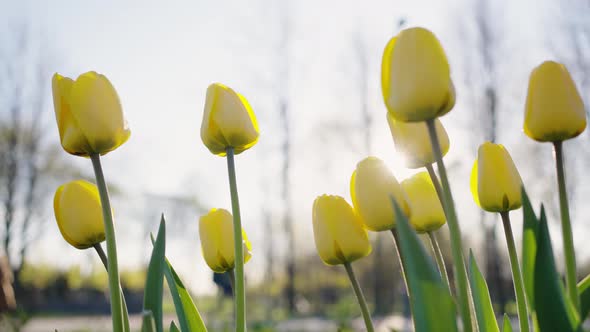 Yellow Tulips with Green Leaves Grow in City Park in Spring