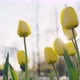 Yellow Tulips with Green Leaves Grow in City Park in Spring - VideoHive Item for Sale