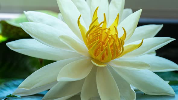 Time Lapse Footage Yellow Water Lily Closes Flower. Single Beautiful White Nymphaea Blooming in Pond