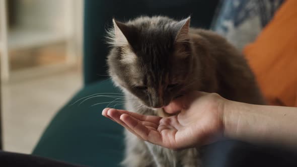 Feeding Hungry Cat From Hand