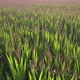 Low Altitude Aerial Drone Shot Over Green Corn Field Showing Large Leafs Maize Has Become Staple - VideoHive Item for Sale