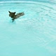 Happy Dog Swimming in Pool Playing Game Fetching Toy Ball - VideoHive Item for Sale