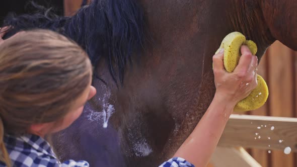 Girl Giving A Bath To A Dark Bay Horse Wiping The Body Of The Horse Using Sponge