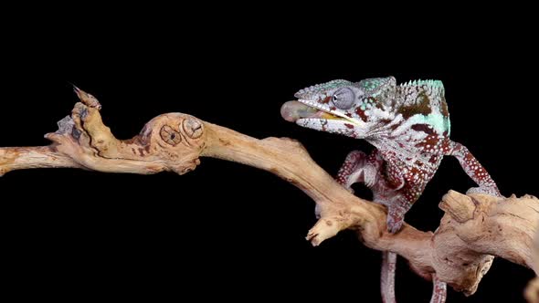 Panther Chameleon Shoots It's Tongue Out To Catch A Cricket