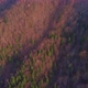 Aerial Shot of a Drone Over a Colorful Forest in Early Spring - VideoHive Item for Sale