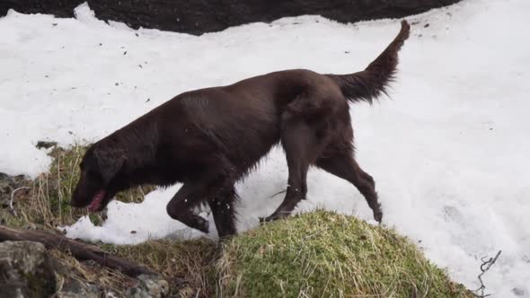 Chocolate flat coated retriever female dog walking and smelling among stream of water and snow with