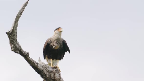 Scavenger bird, crested caracara, caracara plancus perched stationary on the tree branch, slowly dig