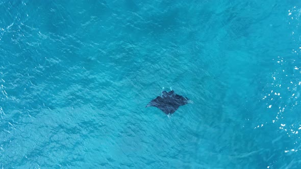 High view of a large Manta Ray swimming deep in the ocean currents. Drone view