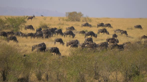 Gnus and other antelopes grazing