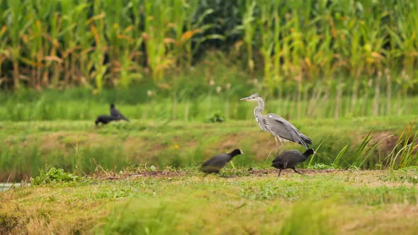 Grey heron near a lake