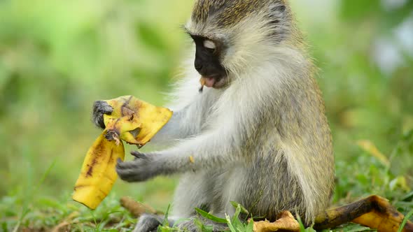 Baby Vervet Monkey