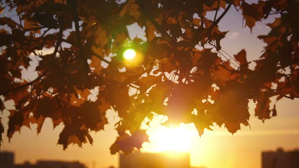 Autumn Sunset Light