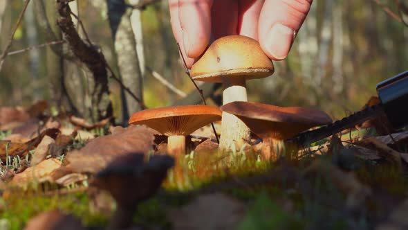 A Mushroom Picker Cuts a Mushroom with a Knife in the Forest