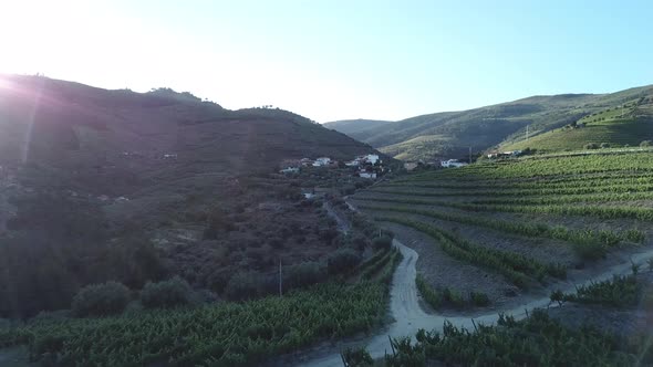 Following the path below a terraced vineyard lit by the rising sun in the Douro Valley, Portugal. Ae