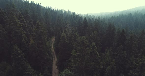 Aerial Forest After Rain with Athmosferic Fog Clouds and Curvy Country Road