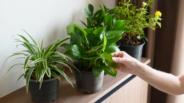 Woman Hand Touching Leaves in Flower Pot with Plants Turning Pot