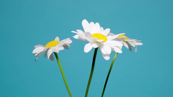 Bouquet Chamomile Flowers on Blue Background