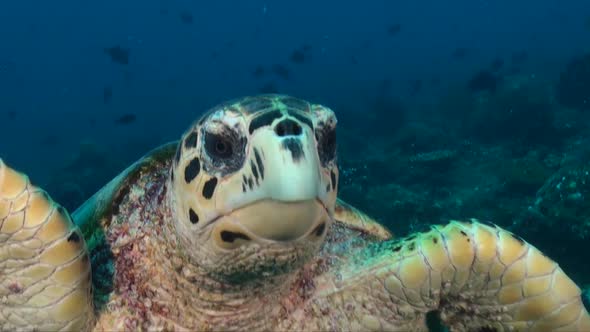 Green Sea Turtle (Chelonia mydas) swimming straight at camera head on