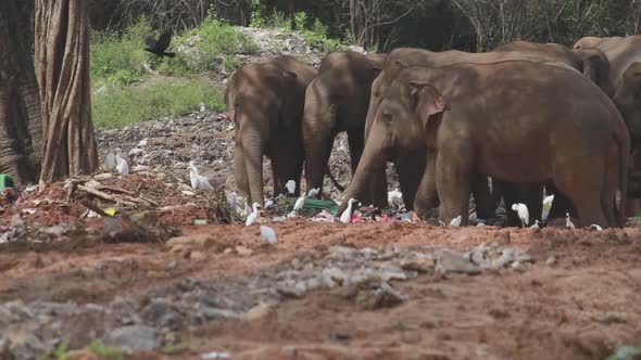 Group of elephants eating trash together in a garbage dump