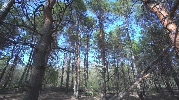 Pine Forest in the Autumn. Camera Move Forward To the Top of Trees. Blue Sky and Fallen Trees