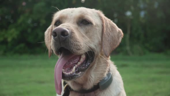 Yellow Labrador Retriever Sitting With Tounge Out After Playing