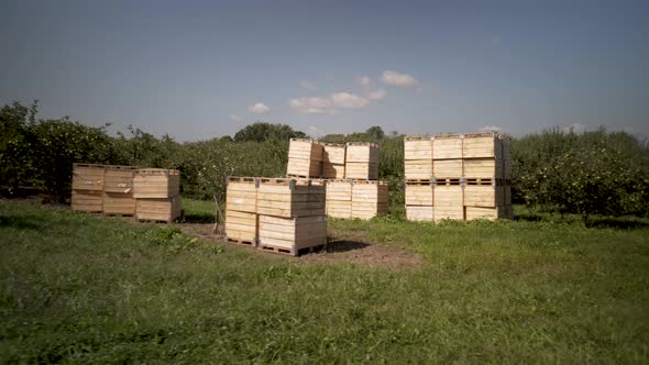 Camera moving slowly from right to left showing a bountiful apple orchard with the crates piled up r