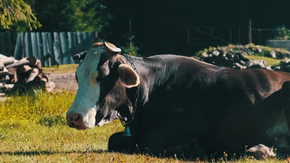 Cow Lies on the Lawn and Looks Into the Camera and Exhales Steam From Nostrils