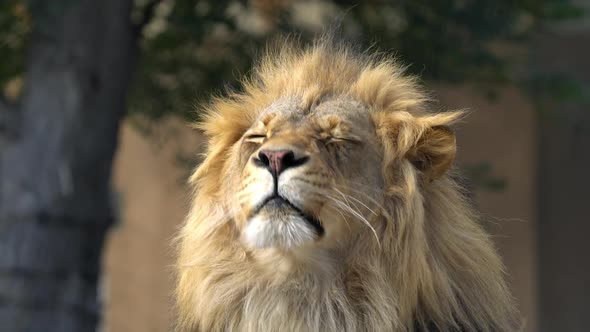 Head shot of male lion as it sits in the sun