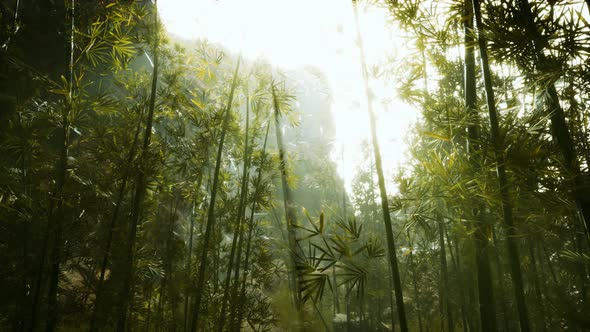 Green Bamboo Forest with Morning Sunlight