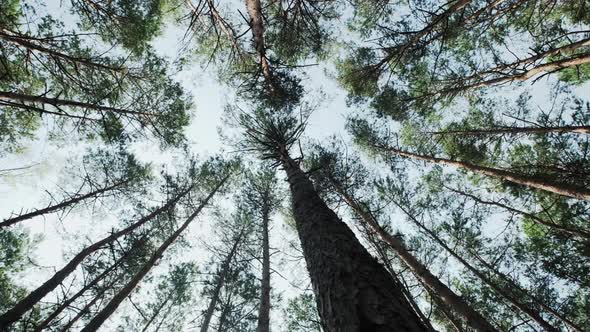 Pine Forest From Below to the Sky Move Shot