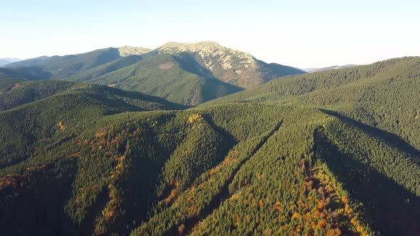 Aerial view of autumn mountain landscape with evergreen pine trees and yellow fall forest with 