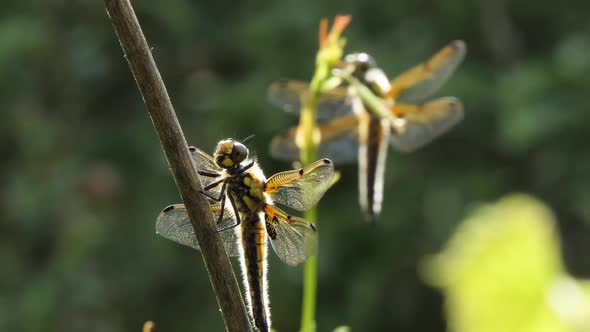 Dragonfly Sits on a Branch, Wild Beetle in Nature, Summer Spring Colorful Macro Wildlife